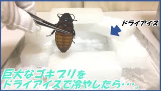 巨大ゴキブリを余ったドライアイスで冷やしたら・・・