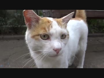 ベテラン愛され地域猫、引退の時を迎える