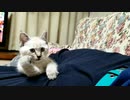 ｸﾞｸﾞｸﾞと手に力を込め、ﾇｲｯと顔を動かす変な猫