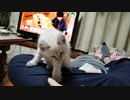 実家の猫可愛すぎるからみて。