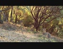 風の憧憬 - Wind Scene -【cover】