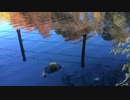 pond : 池 : 2019/11/17-11/23 : 2019年11月17日(日)-11月23日(土)