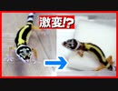 【赤ちゃんの鳴き声！】レオパ(ヒョウモントカゲモドキ)赤ちゃんの成長記録が可愛すぎた！！【ハンドリング】