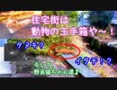 住宅街は動物の玉手箱や～！！【野良猫から狸、イタチ等】【WildAnimals】