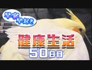 【Minecraft】早寝早起き 健康生活 50日目