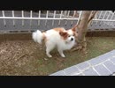 庭を動き回るワンコ（パピヨン）