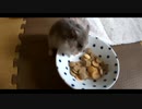 ハムスター飼いました。その83～11月だよ!!体重測定だよ!!～