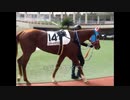【現地映像】馬だけみて当たるか試してみてね　コニカルビーカーはゲート逆向きで除外　パドッククイズ難易度A　馬連7,190円、3連単70,680円