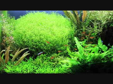 もはやストック水槽ではないアレの現状・その２７