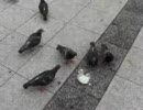 駅の鳩