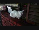 【生海月】なまくらじお【2019.11.25】