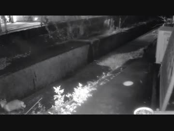 親タヌキが来た～～ 2019-11-24
