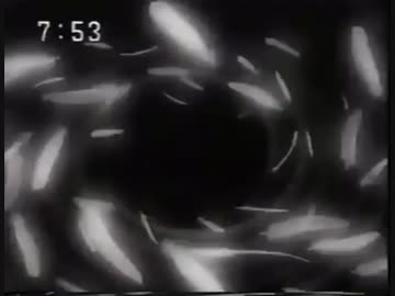ホモと見るアバレキラー.cm