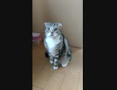 遊んでくださいと立ち上がる猫