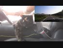岡山を移動中の旅猫あずき② 2019-11-11