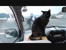 愛媛・道の駅でのあずきの様子 2019-11-13