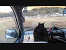 旅猫あずき、ムーンウォークのおじさんには興味無し 2019-11-15