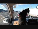 フェリー乗船を待つ旅猫あずき 2019-11-15