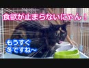 食欲が止まらないにゃん！【The cat which is full of appetites！】