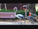 灰色のフラミンゴ