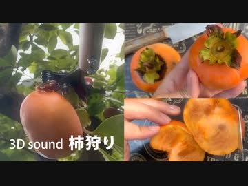 【柿狩り音フェチ】柿をもぎ、剥き、食べるまでを3Dサウンドで 果物の音 バイノーラル録音 ASMR