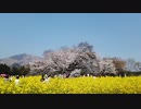 【熊本県南阿蘇村】一心行の大桜 20190407  ~Large cherry blossoms famous in Japan~