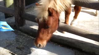 ポニーの餌やりを撮っていたら突然大声で母親が・・・