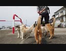 【猫まみれの島】湯島を一人で満喫してきた Cat Island Yushima. -Healing Cat Tourism-