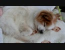 あずきのちからで腰を温めながら眠るワンコ（パピヨン）