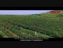 China Recommendation--Beizhen Grape