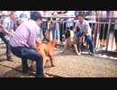 土佐犬vsセントラル　４