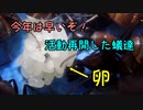 【ありの飼育記#94】今年は早い！蟻の活動再開