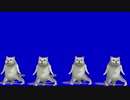 ゴーストダンスMUR猫BB