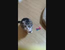 さらに遊んでくださいと立ち上がる猫