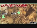 黒アリと白アリの小さな大戦争。