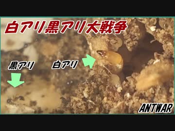 黒アリと白アリの小さな大戦争。