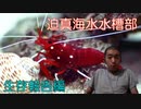 迫真海水水槽部　マリンアッー！クアの裏技.mp7