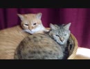 拾いねこ＠生後2701/2668日目　今日も猫団子。