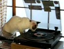猫とレコード