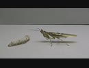 [閲覧注意!!] 再編集　カマキリ(コモンフラワーマンティス)にイモムシ(カイコガ）を与えてみた (Creobroter gemmatus)