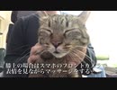 【猫ASMR？】膝上猫マッサージ、猫たちが恍惚となる