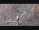 クマタカ鳴き声 2