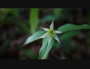 5.百合の花（オリジナル）【第十回ボカロクラシカ音楽祭】