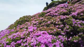 満開のミヤマキリシマ（九重連山平治岳）