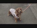 テンちゃんのスロー素材.37kb
