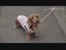 テンちゃんのスロー逆再生素材.37kb