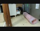 おやつは自力でいただくぜ！ 2019-11-27