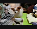 お食事中のワンコ（パピヨン）