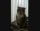 朝から遊んでくださいと立ち上がる猫