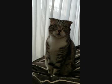 朝から遊んでくださいと立ち上がる猫